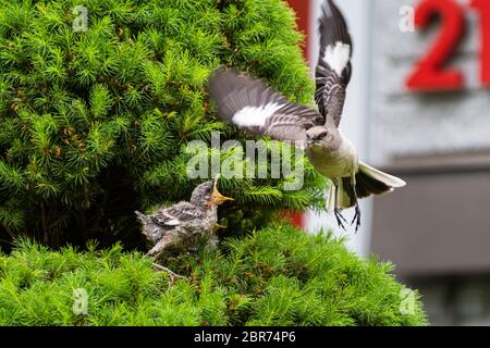 Una femmina del Nord di Mockingbird è vista in volo dopo aver nutrito il suo bambino giovane appollaiato in un pino vicino a una casa. Foto Stock