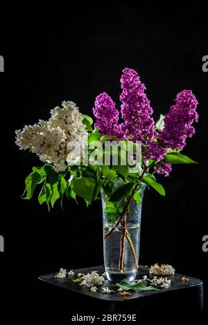 Rami di bianco e viola lillà nel vaso di vetro su sfondo nero. Ramo di primavera di fioritura lilla sul tavolo con sfondo nero. Caduto lila Foto Stock