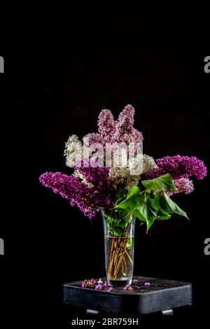 Bianco e viola i rami di lillà nel vaso di vetro su sfondo nero. Ramo di primavera di fioritura lilla sul tavolo con sfondo nero. Caduto il lilla Foto Stock