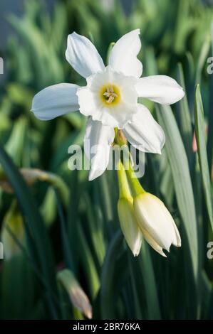 Clsoe su di Narcissus Triandrus Thalia e due gemme. Chiamato anche Orchid Narcissus & Angels Tears. Un daffodil di divisione 5 multiflowering con ricorsi bianchi. Foto Stock