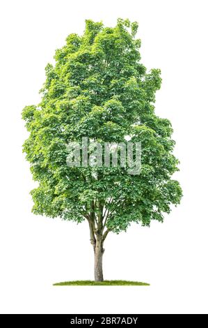 Albero isolato su uno sfondo bianco - Acer - Maple Foto Stock