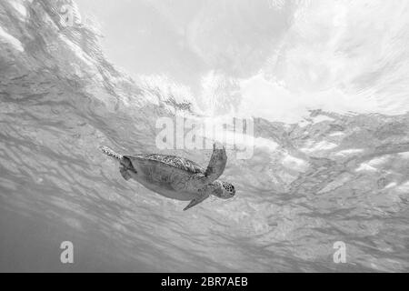 Sea Turtle nuotare liberamente nell'oceano blu. Hawksbill tartarughe marine, Eretmochelys imbricata è specie in via di estinzione. Immagine in bianco e nero. Foto Stock