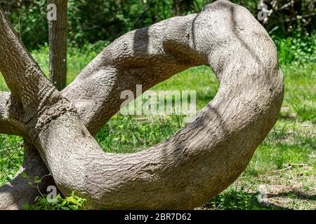 Un incredibile tronco di albero che si arriccia come un serpente, Shelter Island, N. Foto Stock