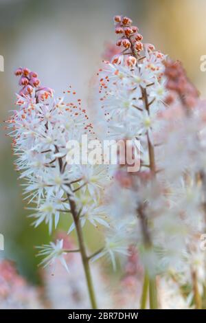 Bella schiuma erbe (piante crocifere), idillio giardino in primavera, Germania. Schöne Schaumkräuter (Kreuzblütler), Gartenidylle im Frühjahr, Deutschland Foto Stock