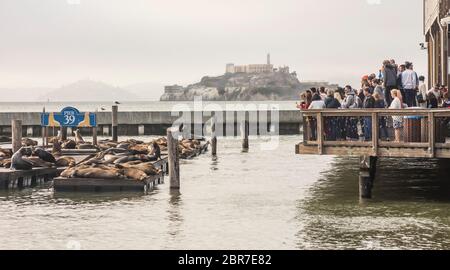 Isola penale di Alcatraz vista dal molo 39, San Francisco, California, USA Foto Stock