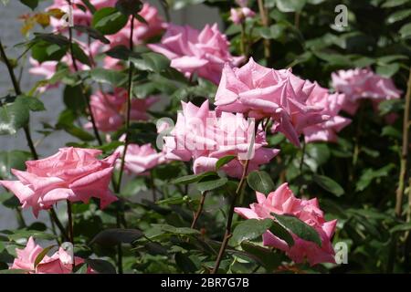 Rosa rose rampicanti, sfondo scuro, Germania Foto Stock