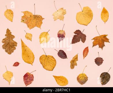 Collage da molti essiccato autunno caduta foglie sul rosa pastello sullo sfondo della carta Foto Stock