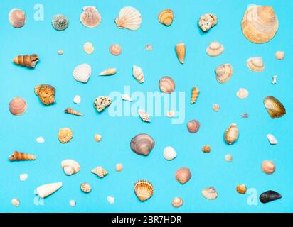 Collage dal naturale mare essiccato Gusci su blu turchese colore carta pastello Foto Stock