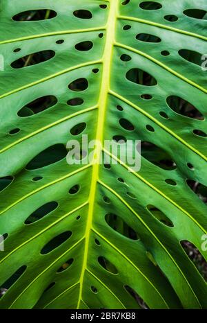 Un impianto di monstera nelle Hawaii, la Big Island, Stati Uniti d'America. Foto Stock