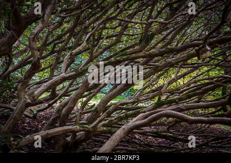 Nodose e rami ritorti dei rododendri Foto Stock