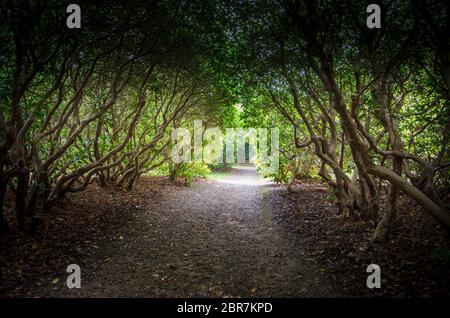 Una via attraverso un viale di nodose e rami ritorti dei rododendri Foto Stock