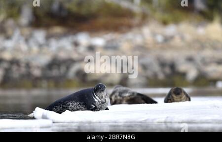 Guarnizione appoggiata su una gallina di ghiaccio. La guarnizione ad anello (Pusa hispida o Phoca hispida), nota anche come sigillo del vaso, come netsik o nattiq dell'inuit, è un auricolare Foto Stock