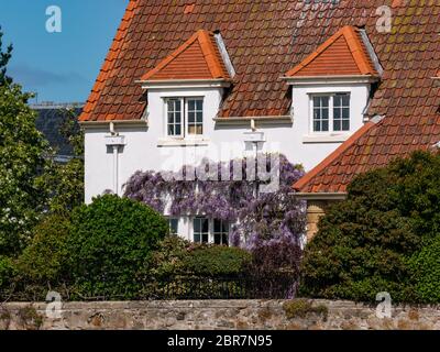 Casa con tetto in pantile e impianto di arrampicata wisteria in fiore, Gullane, East Lothian, Scozia, Regno Unito Foto Stock