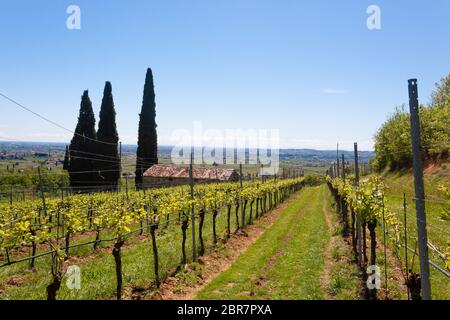 Colline della Valpolicella il paesaggio, la viticoltura italiana area, Italia. Paesaggio rurale Foto Stock