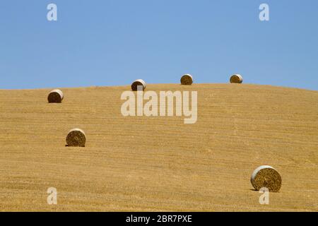 Campagna italiana panorama. Balle rotonde sul campo di grano. Agricoltura, vita rurale Foto Stock