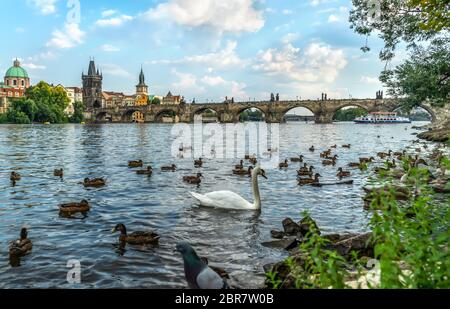 Cigni e anatre sul fiume Vltava vicino al Ponte Carlo a Praga Foto Stock