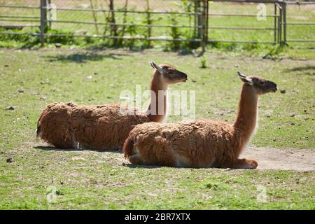 Due lama guanicoe in verde grase. Guanaco Foto Stock