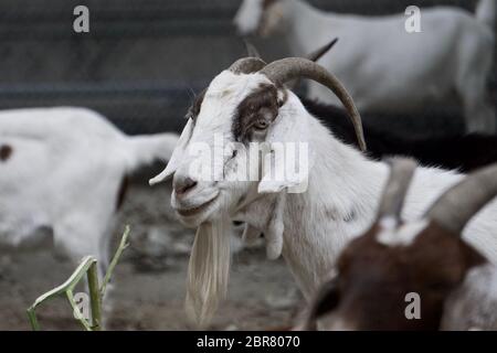 Capra noleggiata con barba noleggiata per pascolare e rimuovere le erbacce per una gestione sostenibile del territorio e la riduzione del rischio di incendio in città. Oakland, California Foto Stock