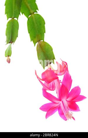 Focus impilati l immagine di un (zygocactus Schlumbergera truncata ibridi) appiattita campana-rosa scuro fiore, un succulento epifiti pianta dalle giungle di Foto Stock