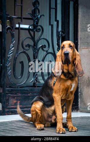 Bel giovane bloodhound maschio si siede sulla strada in prossimità dell' ingresso principale con un reticolo forgiato. Foto Stock