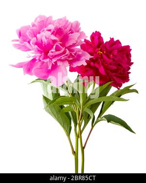 Rose meravigliose (Peony, Rosaceae) isolate su sfondo bianco, compreso il sentiero di ritaglio. Germania. Wundervolle Rosen (Pfingstrose, Rosaceae) lokalisie Foto Stock