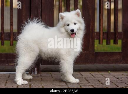 Cucciolo bianco samoiò Husky in piedi dietro la recinzione di legno Foto Stock