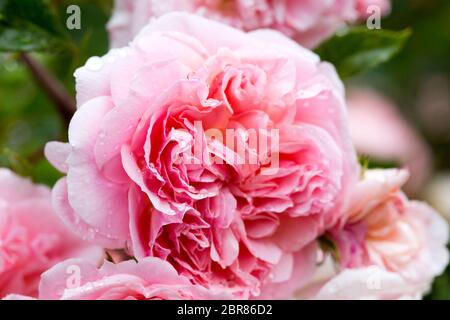 Blütenpracht einer Kletterrose Foto Stock