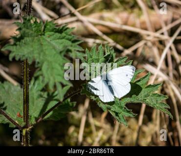 Primo piano di una grande farfalla bianca, Pieris brasicae, su foglia di ortica, Aberlady Nature Reserve, East Lothian, Scozia, Regno Unito Foto Stock