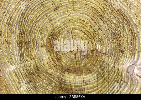 Vecchia e decadente di interfaccia di un albero abbattuto come sfondo Foto Stock