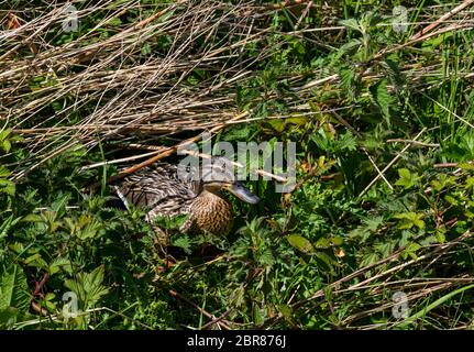 Anatra mallard femminile, Anas platyrhynchos, che emerge dal nido di riva del fiume, East Lothian, Scozia, Regno Unito Foto Stock