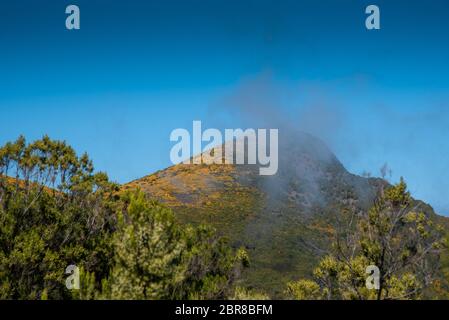 Genista giallo fiorente su una collina vicino all'altopiano Paul da Serra sull'isola di Madeira in Portogallo. Foto Stock