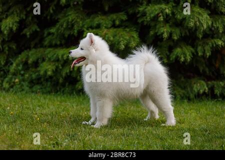 Cucciolo bianco di buccia di samoiedo in piedi in rack su erba verde Foto Stock