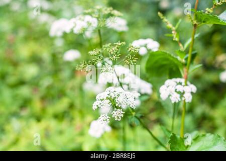 Fiori bianchi di massa impianto anziano vicino sul prato verde in giornata estiva con sfondo sfocato Foto Stock
