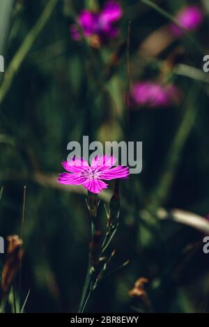 Fiore di dianthus rosa sul prato Foto Stock