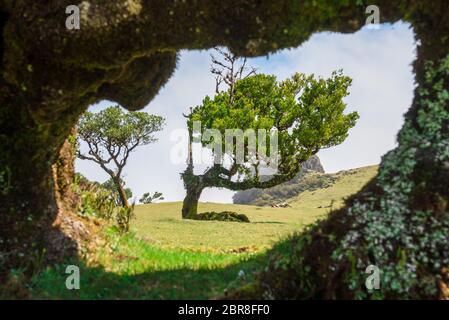 Alloro vecchio in Fanal nel mezzo della foresta di Laurissilva. La foresta si trova sul plateu Paul da Serra sull'isola di Madeira Foto Stock