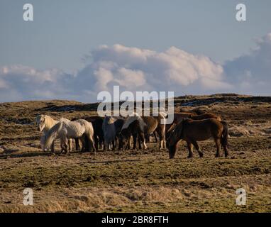 Un piccolo allevamento di cavalli islandesi su un pascolo in Islanda Foto Stock