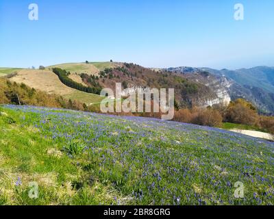 Campo della molla pasqueflower. Fiori di montagna in primavera Foto Stock