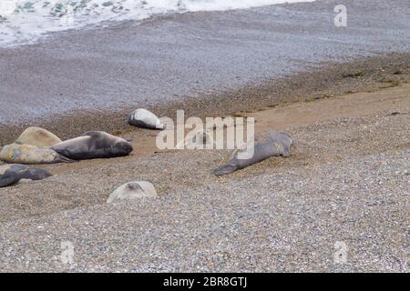 Le guarnizioni di tenuta di elefante su Caleta Valdes beach, Patagonia, Argentina. Fauna argentino Foto Stock