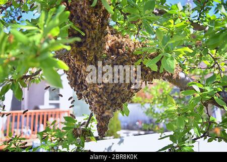 Sciame di Miele Bees, un insetto volante eusociale all'interno del genere Apis mellifera della vongola di api. Melone Carniolano italiano su un reggiseno di prugne Foto Stock