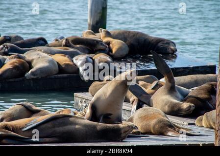 Molti dei leoni di mare sul Molo 39 a San Francisco, California, Stati Uniti d'America. Simbolo della città americana e di attrazione turistica. Sul giorno di pioggia con nebbia. Foto Stock