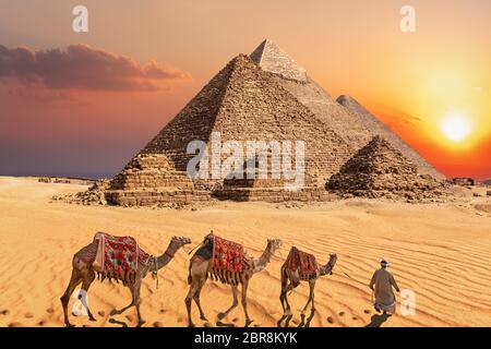 Beduino con cammelli nel deserto al tramonto di fronte alle famose piramidi di Giza. Foto Stock