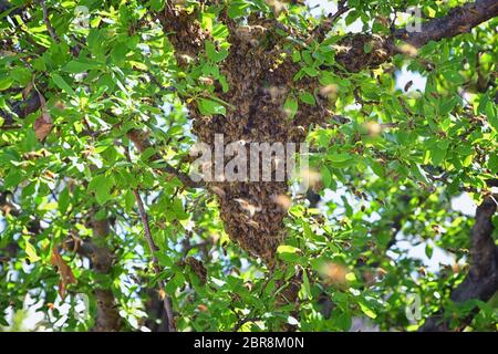 Sciame di Miele Bees, un insetto volante eusociale all'interno del genere Apis mellifera della vongola di api. Melone Carniolano italiano su un reggiseno di prugne Foto Stock