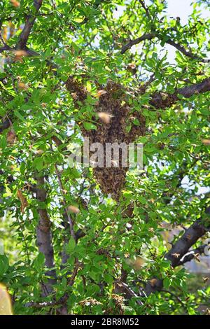 Sciame di Miele Bees, un insetto volante eusociale all'interno del genere Apis mellifera della vongola di api. Melone Carniolano italiano su un reggiseno di prugne Foto Stock