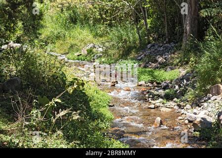 Piccolo ruscello a Volcan Baru Parco Nazionale di Panama Foto Stock