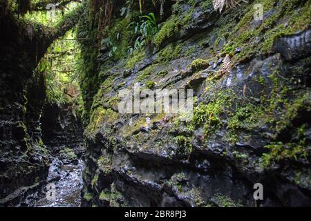 Il canyon slot Lost World lungo il fiume Franklin Foto Stock