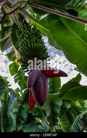 Appendere banana flower e frutti colpo dal basso dalla serie piantagione di banane Tenerife Foto Stock