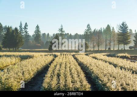 Giovane pineta che si insemina in giardino alla luce del mattino. Foto Stock