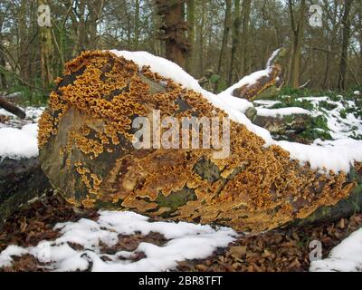 Fungo della crosta che potrebbe essere una specie di Stereo che cresce su un albero morto coperto di neve in bosco. Foto Stock