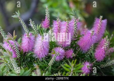 Fiori di colore rosa di Echium nervosum un buon impianto per attirare le api e le farfalle in giardino. Foto Stock