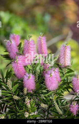 Fiori di colore rosa di Echium nervosum un buon impianto per attirare le api e le farfalle in giardino. Foto Stock